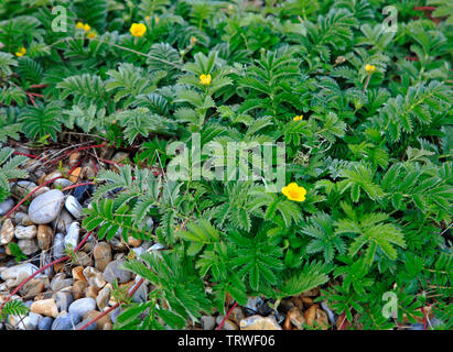 Silverweed, Potentilla anserina, am Rande der Schindel Ridge in North Norfolk an Salthouse, Norfolk, England, Vereinigtes Königreich, Europa. Stockfoto