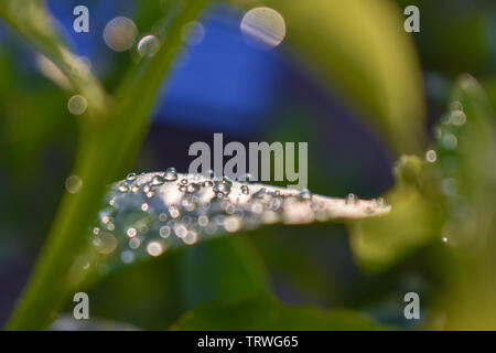 Tau und Regen auf Blätter einer Meyer Lemon Tree Stockfoto