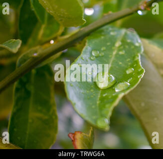 Tau und Regen auf Blätter einer Meyer Lemon Tree Stockfoto