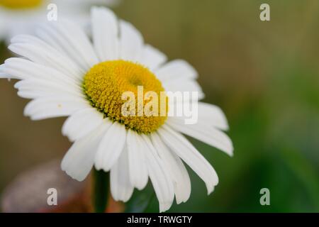 Makroaufnahme eines Ochsen Auge Daisy (Leucanthemum vulgare) Stockfoto