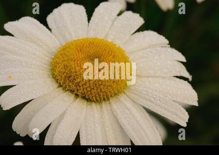 Makroaufnahme eines Feldes Daisy in der Blüte Stockfoto