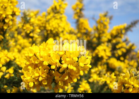 Gelb blühenden Ginster am Strand, in der Nähe von Brodick Isle Of Arran, Sotland, Vereinigtes Königreich Stockfoto