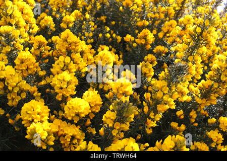 Gelb blühenden Ginster am Strand, in der Nähe von Brodick Isle Of Arran, Sotland, Vereinigtes Königreich Stockfoto