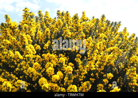 Gelb blühenden Ginster am Strand, in der Nähe von Brodick Isle Of Arran, Sotland, Vereinigtes Königreich Stockfoto