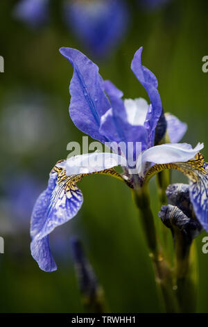 Purple Iris siberica Nach dem Regen in einem Devon Garten Stockfoto