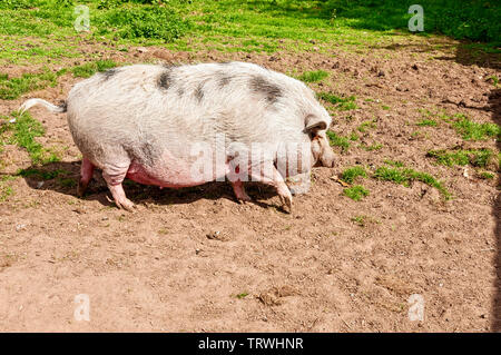 Ein Topf-bellied Pig mit spärlichen weißen Haar dappled mit ein paar schwarze Flecken nimmt ihre Weise zart über chemische drehte sich Schlamm in hellen Sommer Sonnenschein Stockfoto