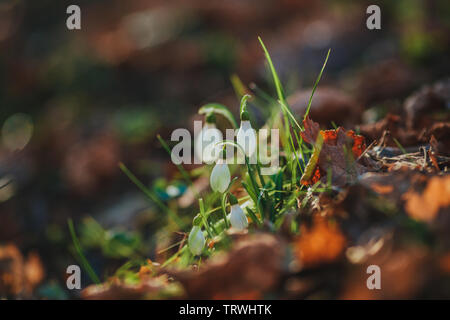 Schneeglöckchen in einem Wald im Frühjahr an einem sonnigen Tag im März Stockfoto