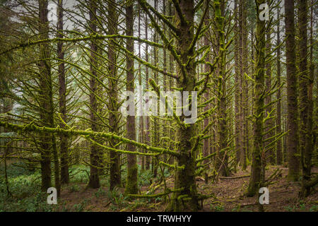 Bäume am Kap Sebastian State Scenic Flur, ein State Park im US-Bundesstaat Oregon, durch die Oregon Parks und Erholung Abteilung verwaltet. Stockfoto