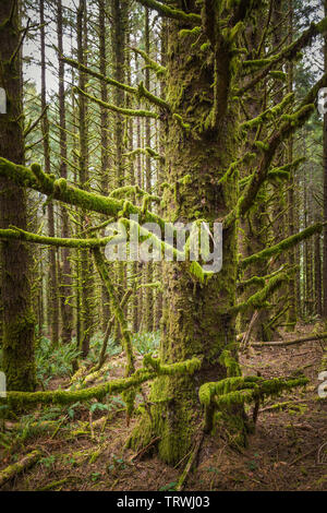 Bäume am Kap Sebastian State Scenic Flur, ein State Park im US-Bundesstaat Oregon, durch die Oregon Parks und Erholung Abteilung verwaltet. Stockfoto