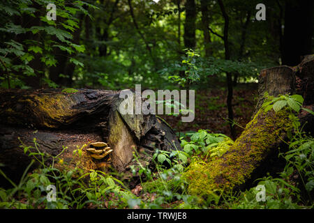 Baum Pilze wachsen auf einem alten Baumstamm, die in einem Wald liegt Stockfoto