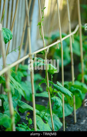 Junger Läufer Bohnen Pflanzen in der Nähe von Garten Zaun - Phaseolus coccineus Stockfoto