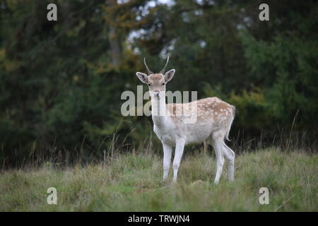 Wild in Tatton Park, Cheshire, Großbritannien Stockfoto