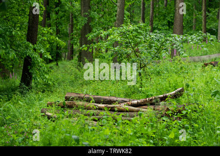 Gehackte Protokolle in der Britischen Woodland Stockfoto