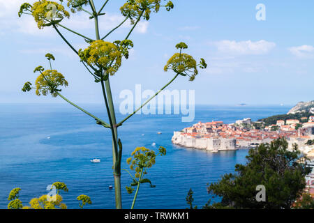 Scharfkraut heracleum im Vorderen und Dubrovnik in der Rückseite Stockfoto