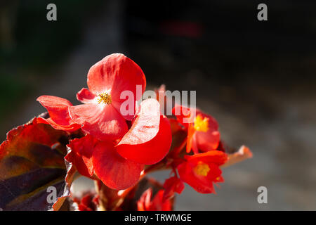 Rote Blume Begonie auf dunklem Hintergrund bei Solar Tag Stockfoto