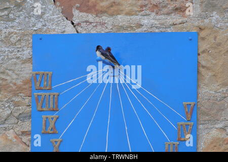 Wann macht Sommer starten? Schwalbe Hirundo rustica, gefangen auf einer Sun Dial in Dornoch, Sutherland. Schottland Stockfoto