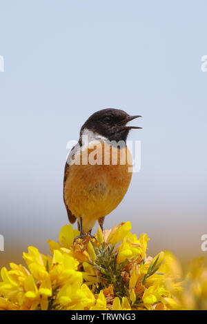 Männliche, schwarzkehlchen Saxicola torquata, singen auf der Ginster in der Nähe von Dornoch. Sutherland. Schottland Stockfoto