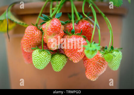 Topf gewachsen Erdbeeren - Fragaria ananassa Stockfoto