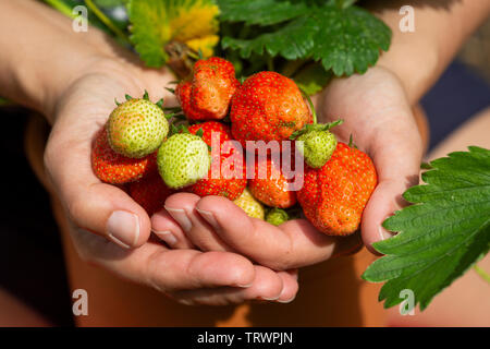 Gärtner hält selbst angebauten Erdbeeren - Fragaria ananassa - alle Formen und Größen Stockfoto