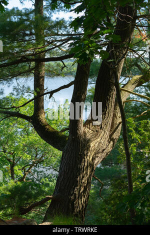 Die Feder auf der Bluff Trail im ausgehungerten Rock State Park, Illinois. Stockfoto