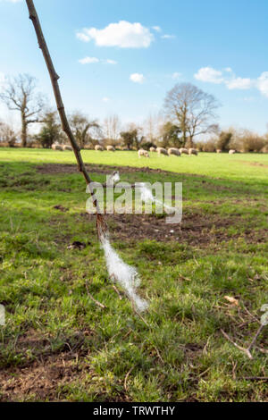 Stücke von schafwolle Fleece auf einem Ast in selektiven Fokus gefangen. Eine Herde Schafe weidet das Gras an einem sonnigen Feld darüber hinaus. Stockfoto