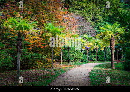 Ein Weg mit Palmen in einem Garten mit Herbst Laub gefüttert Stockfoto