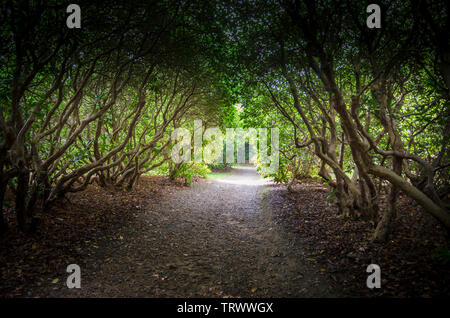 Eine Spur durch eine Allee von knorrigen und twisted Zweige der Rhododendron Bäume Stockfoto