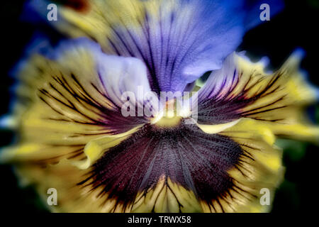 Nahaufnahme von Stiefmütterchen Blume. Oregon Stockfoto