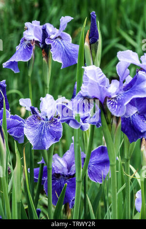 Sibirische Iris, blau Garten Blumen Stockfoto