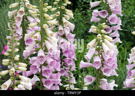 Fingerhut Digitalis purpurea 'Camelot Lavendel' Stockfoto