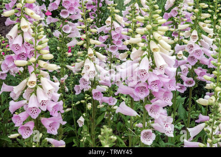 Fingerhut Digitalis purpurea 'Camelot Lavendel' Stockfoto