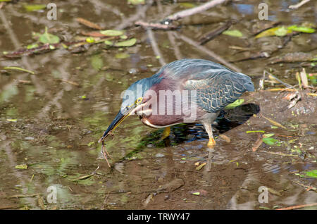 Eine grüne Heron, Butorides virescens, mit einer erfassten Minnow in seiner Rechnung. Zum Beispiel: Leonabelle Turnbull Birding Center in Port Aransas, Texas USA. Stockfoto