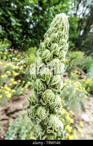 Blume spike Dichten Königskerze Molène densiflorum Stockfoto