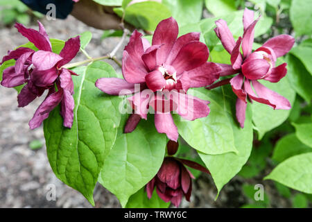 Calycanthus floridus, Süße Strauch, Carolina Piment, blühende Sträucher Stockfoto