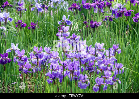 Cluster von Blue Iris pumila wachsen auf Garten Wiese Stockfoto