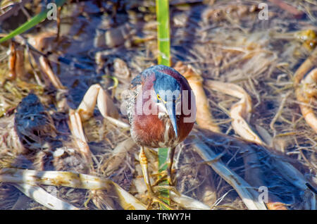 Eine grüne Heron, Butorides virescens, stehend in einem Sumpf auf einem Bett von gefallenen Rohrkolben. Zum Beispiel: Leonabelle Turnbull Birding Center in Port Aransas, Texas USA. Stockfoto