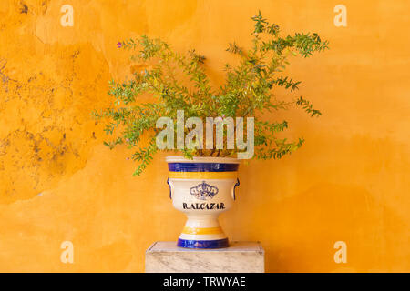 Blumentöpfe im Royal Alcazar in Sevilla. Stockfoto