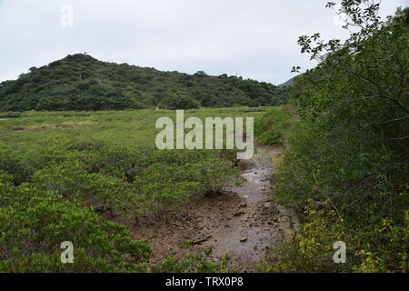 Mangroven wachsen auf Yim Tin Tsai, einer Insel in Hongkong Stockfoto