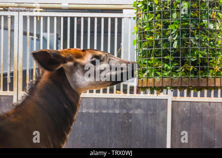 Nahaufnahme eines okapi Essen aus einem Korb voller Äste mit grünen Blättern, Zoo, Fütterung, gefährdete Giraffe specie aus dem Kongo Stockfoto