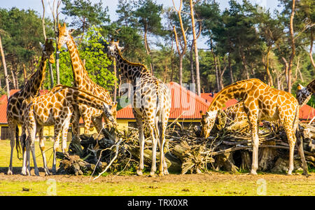 Familie der nubischen Giraffen zusammen Essen aus einem Stapel von Branchen, vom Aussterben bedrohten Tierart aus Afrika Stockfoto