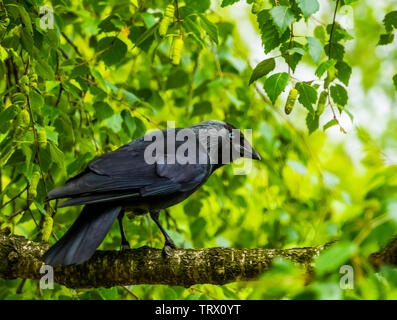 Closeup Portrait einer schwarze Krähe saß auf einem Ast im Baum, Natur Hintergrund, gemeinsame kosmopolitischen Vogelarten Stockfoto