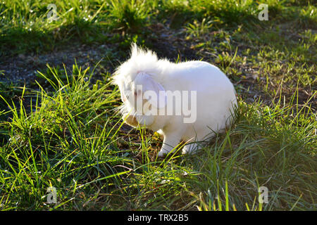 Weißen flauschigen Schönes nano Kaninchen waschen seine Gesicht sitzen auf der grünen Wiese unter der Sonne. Stockfoto