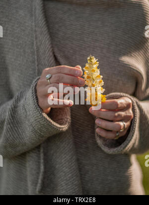 Schöne weibliche Hände mit Ringen Blume Holding. Die Frau Hände mit stilvollen boho Zubehör. Kein Fokus Stockfoto