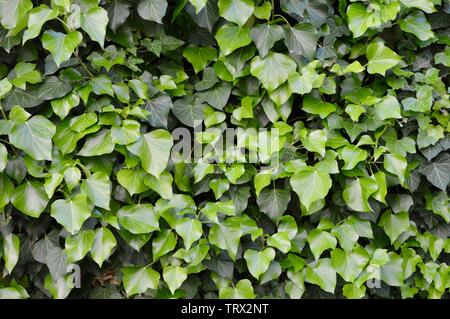 Schönen grünen gemeinsame Efeu wächst die Mauer Stockfoto