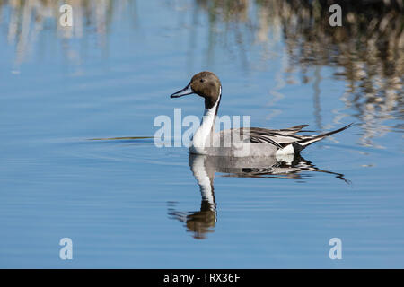 Männliche nördlichen Pintail schwimmen in Potter Marsh in Southcentral Alaska. Stockfoto