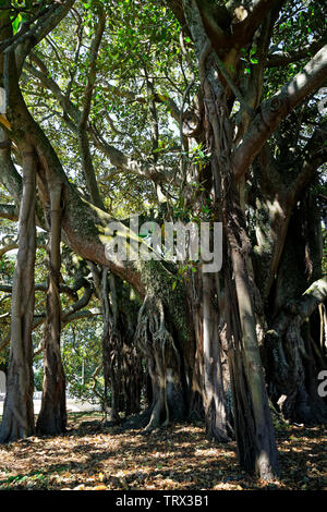 Albert der Banyan Tree in Devonport, Neuseeland. Stockfoto