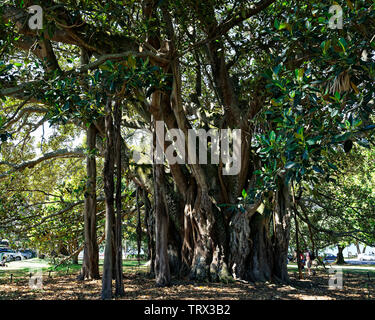 Ein Banyan Tree Albert in Devonport, Neuseeland bezeichnet. Stockfoto