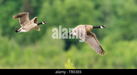 Kanada Gänse fliegen über Potter Marsh in Southcentral Alaska. Stockfoto