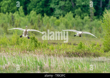 Trumpeter Schwäne Landung am Potter Marsh in Southcentral Alaska. Stockfoto