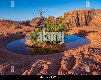 Mit Wasser gefüllte Schlagloch, versteinerte Dünen, Snow Canyon State Park in der Nähe von Saint George, Utah. Stockfoto